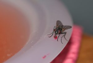 how to get rid of flies inside the house